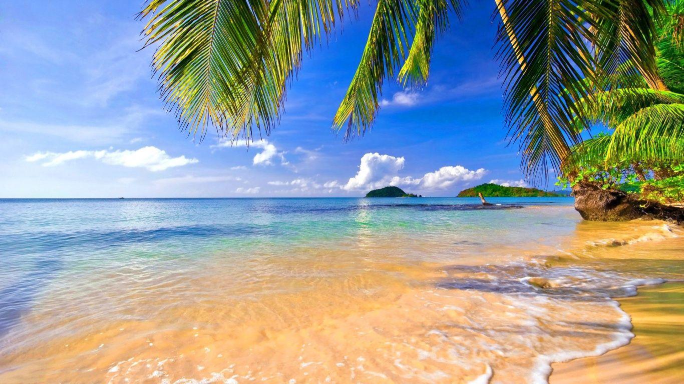 Free Tropical Beach Image