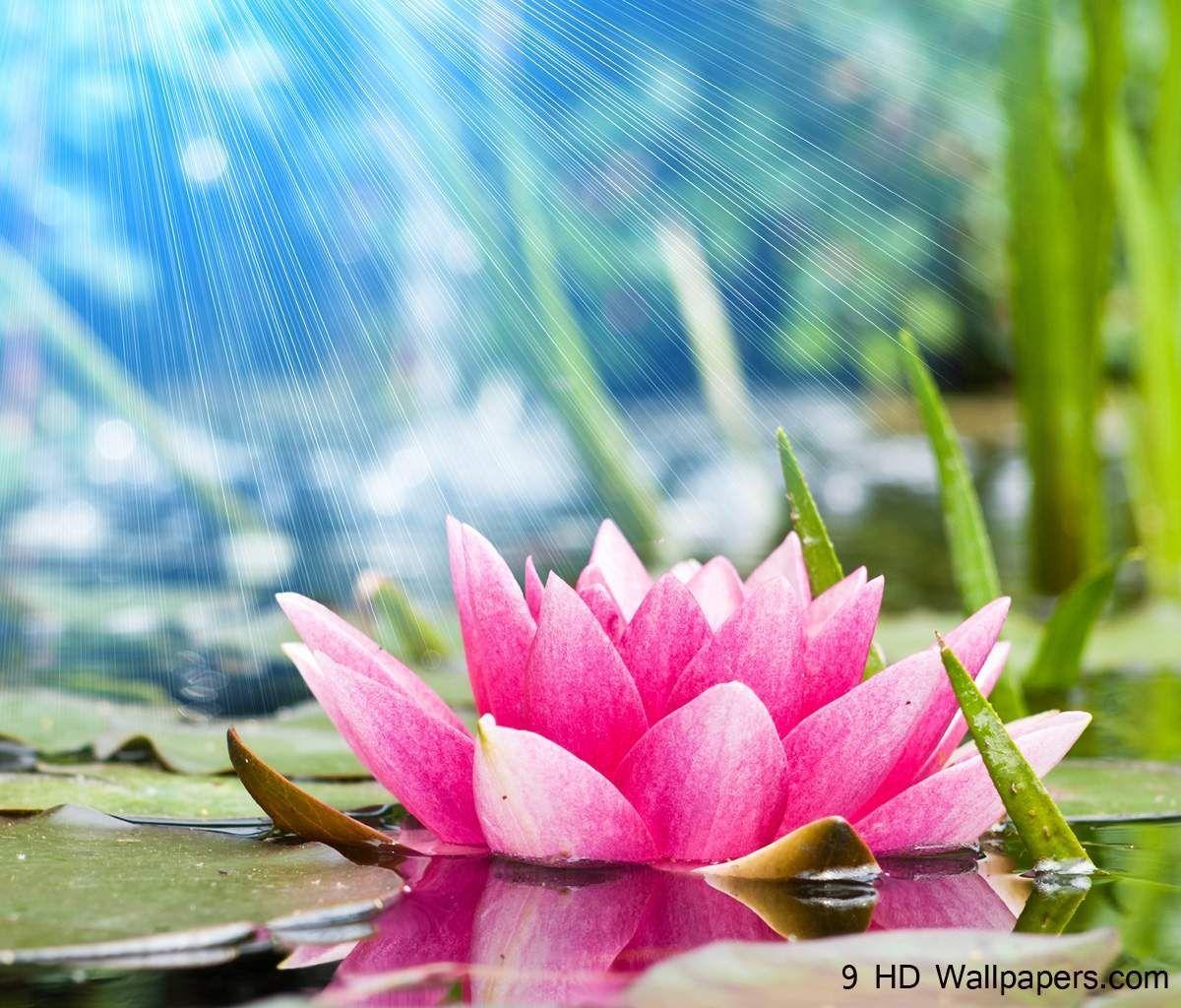 Lotus Flower Wallpaper For Android. Natures Wallpaper