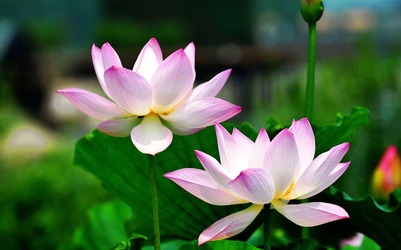 Lotes Flower Wallpapers Wallpaper Cave