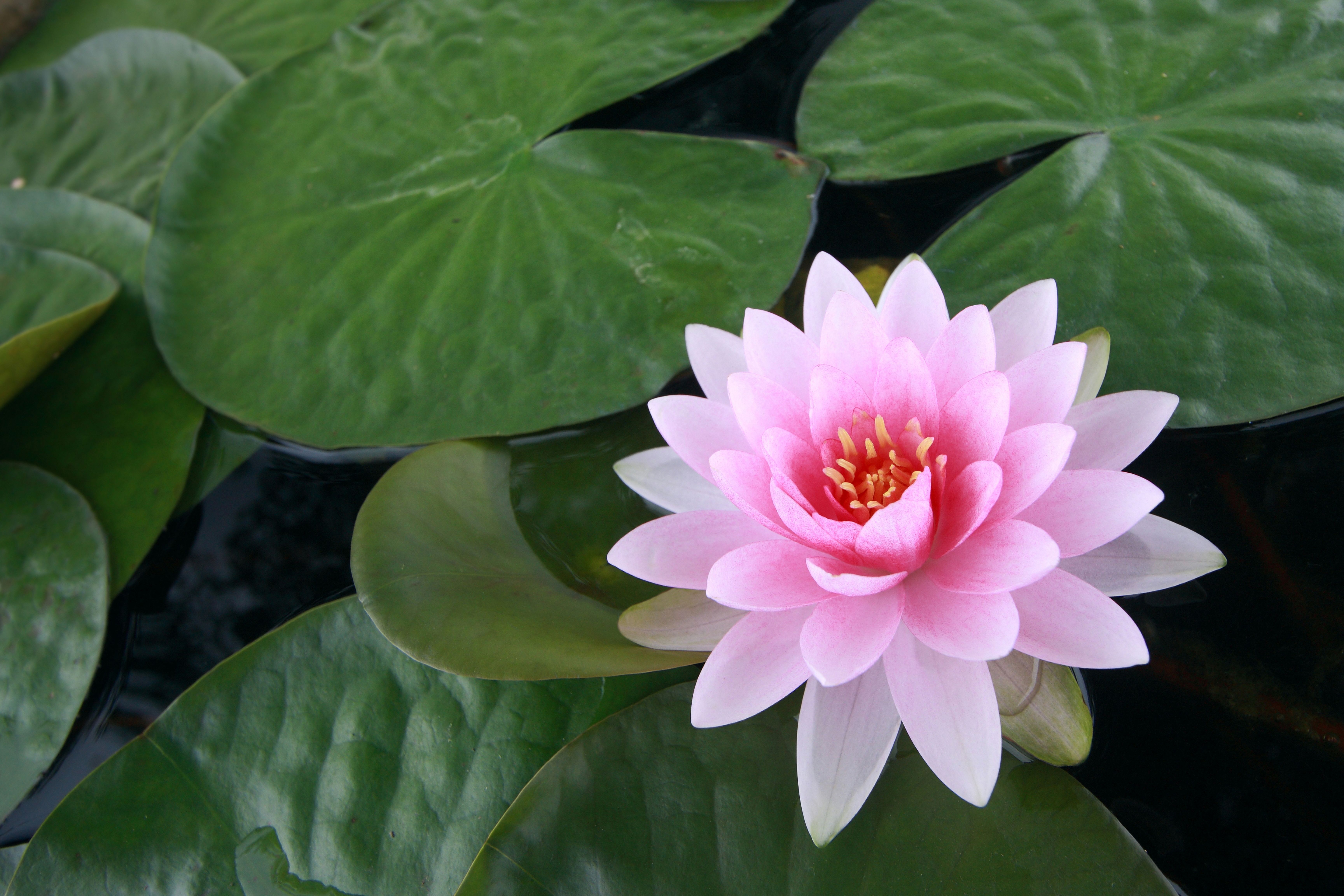 Lotus HD Wallpaper and Background Image