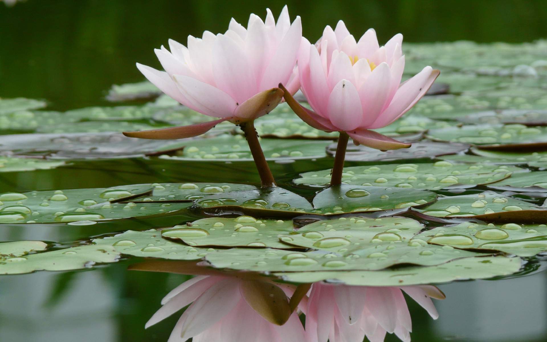 Lotus Flower Black And White HD Wallpaper, Background Image