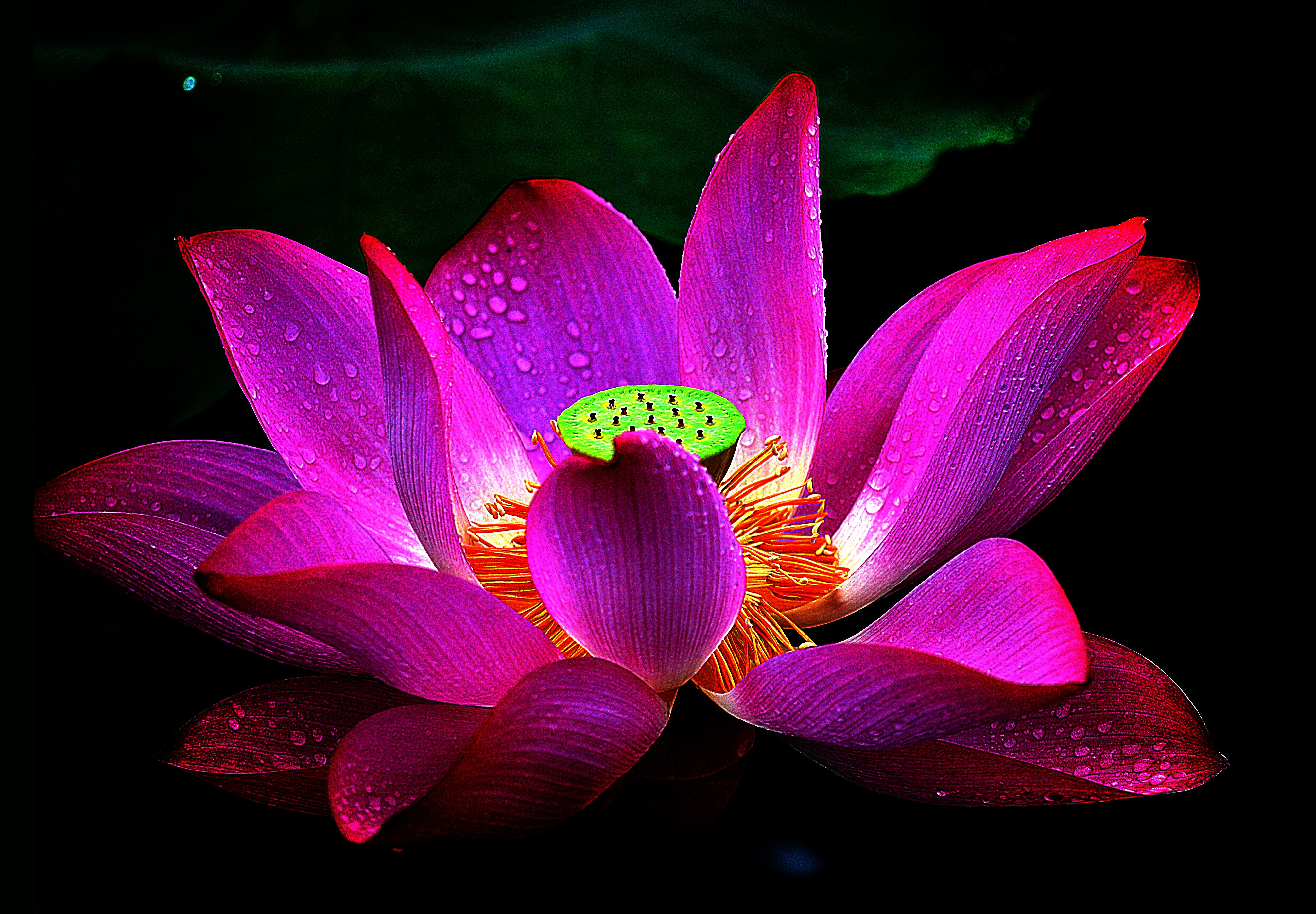 Lotus 4k Ultra HD Wallpaper. Background Imagex2796