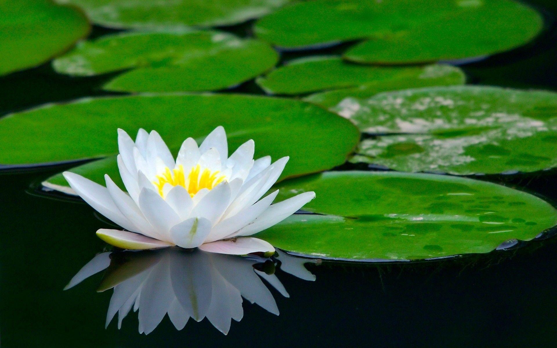 Download New Lotus Flowers Wallpaper For Windows Nc