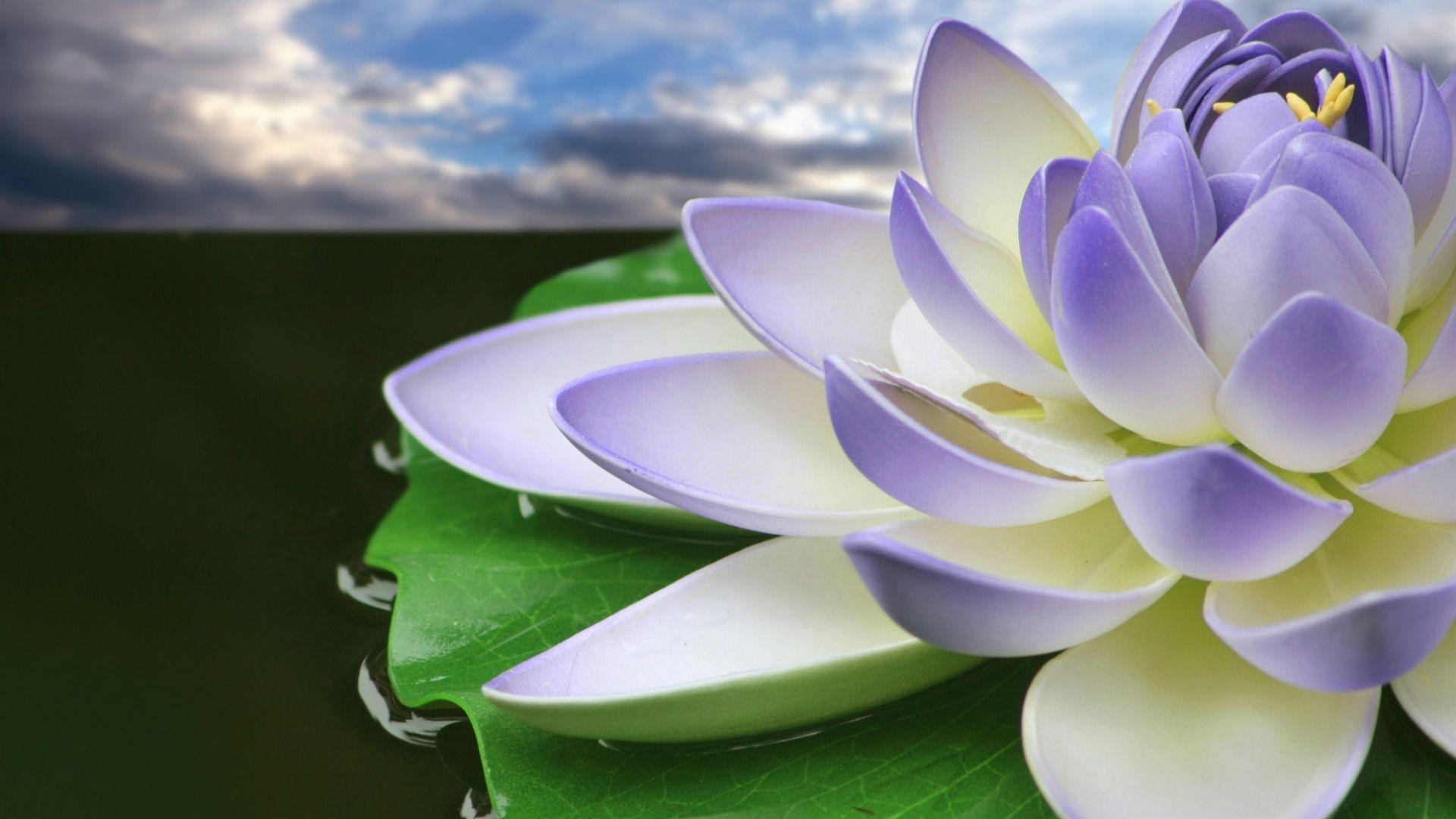 Pink Lotus Flower Wallpaper Free.com. mostly quilts