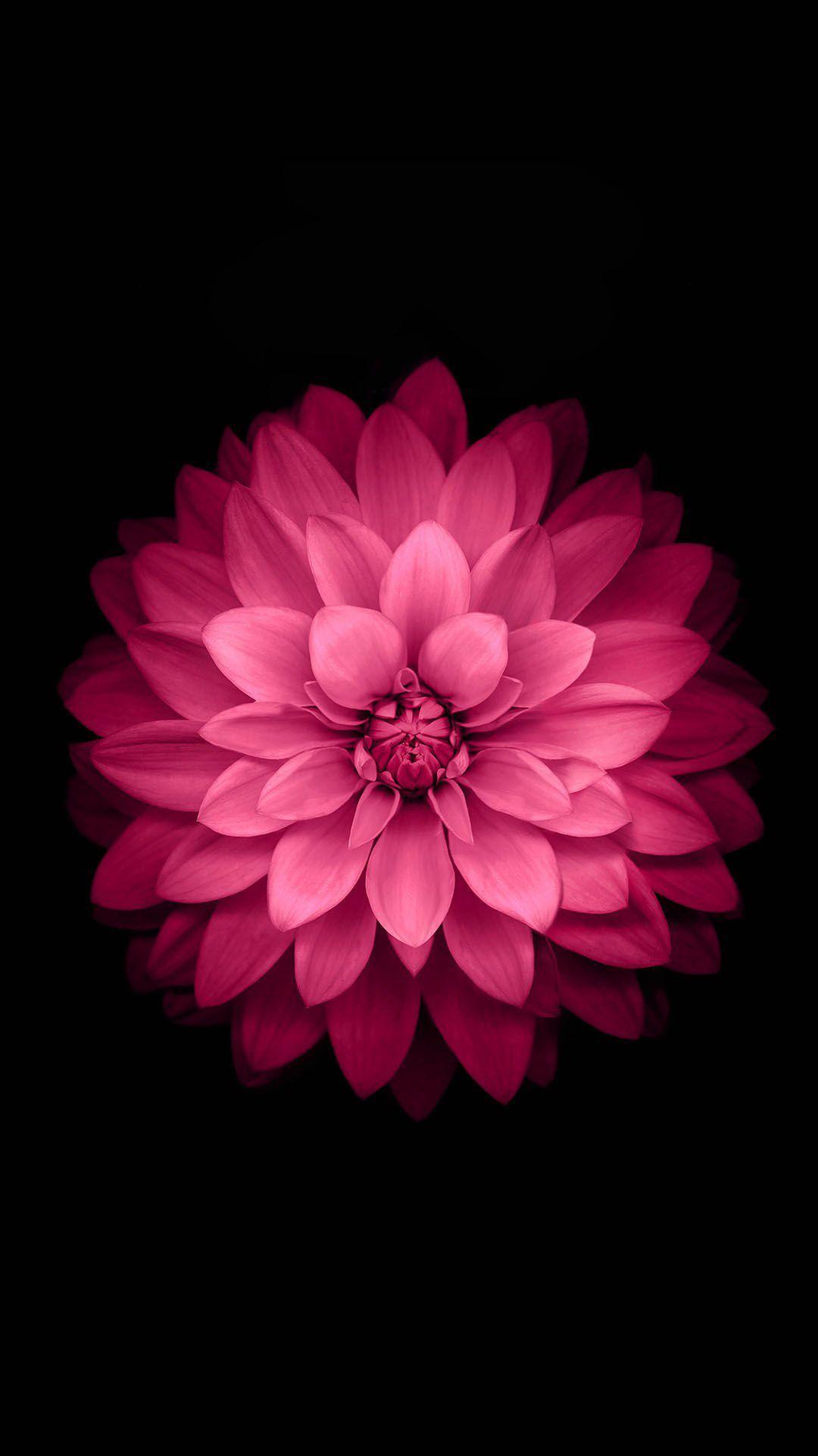 Pink Lotus Flower Android Wallpaper free download