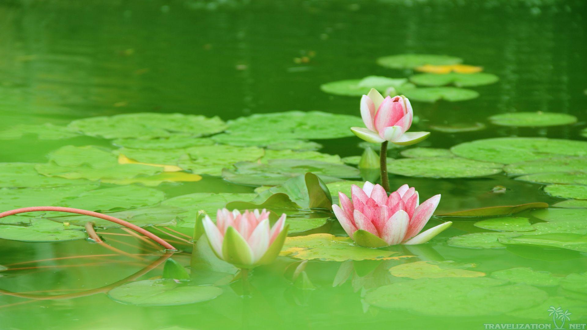 Lotus Flower Wallpaper (Picture)