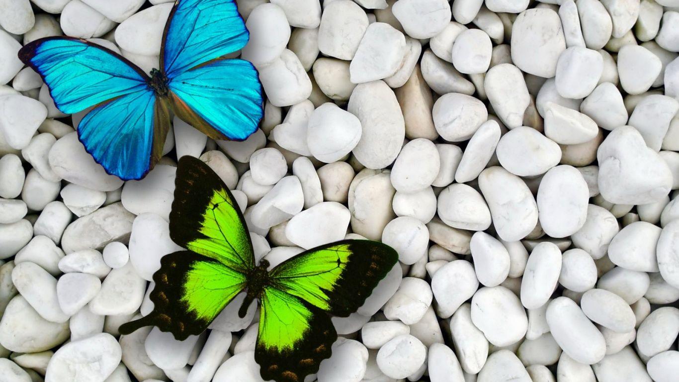 Butterfly Full HD Wallpaper. (60++ Wallpaper)