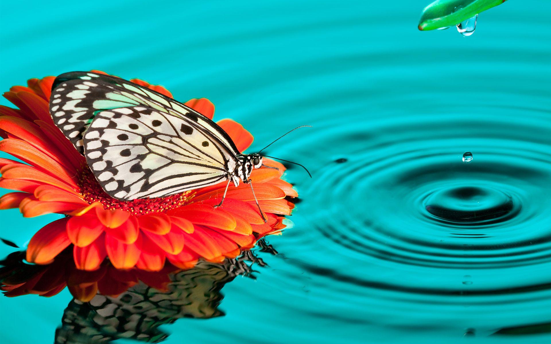 Butterfly Drops Wallpaper