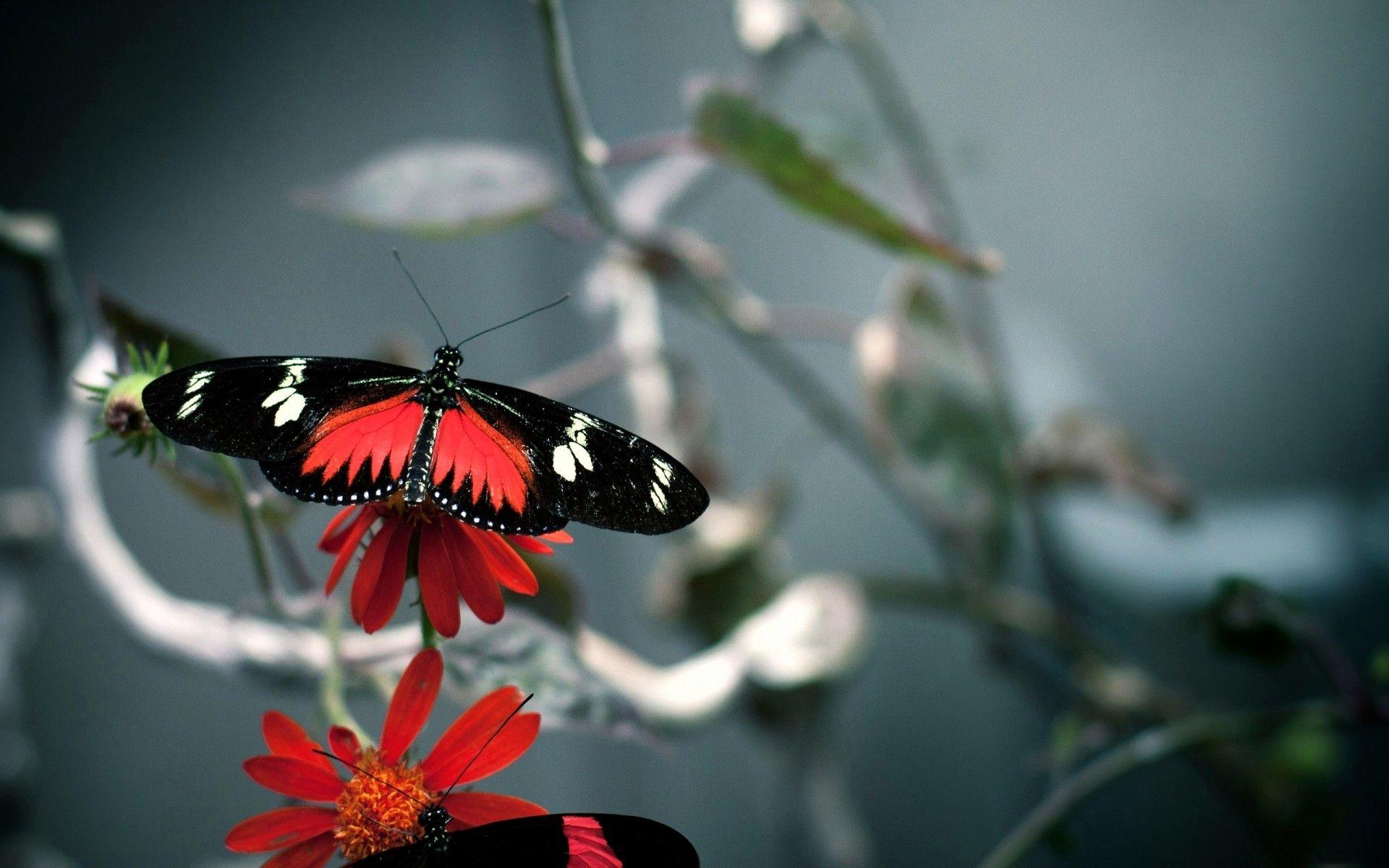 Butterfly HD wallpaper