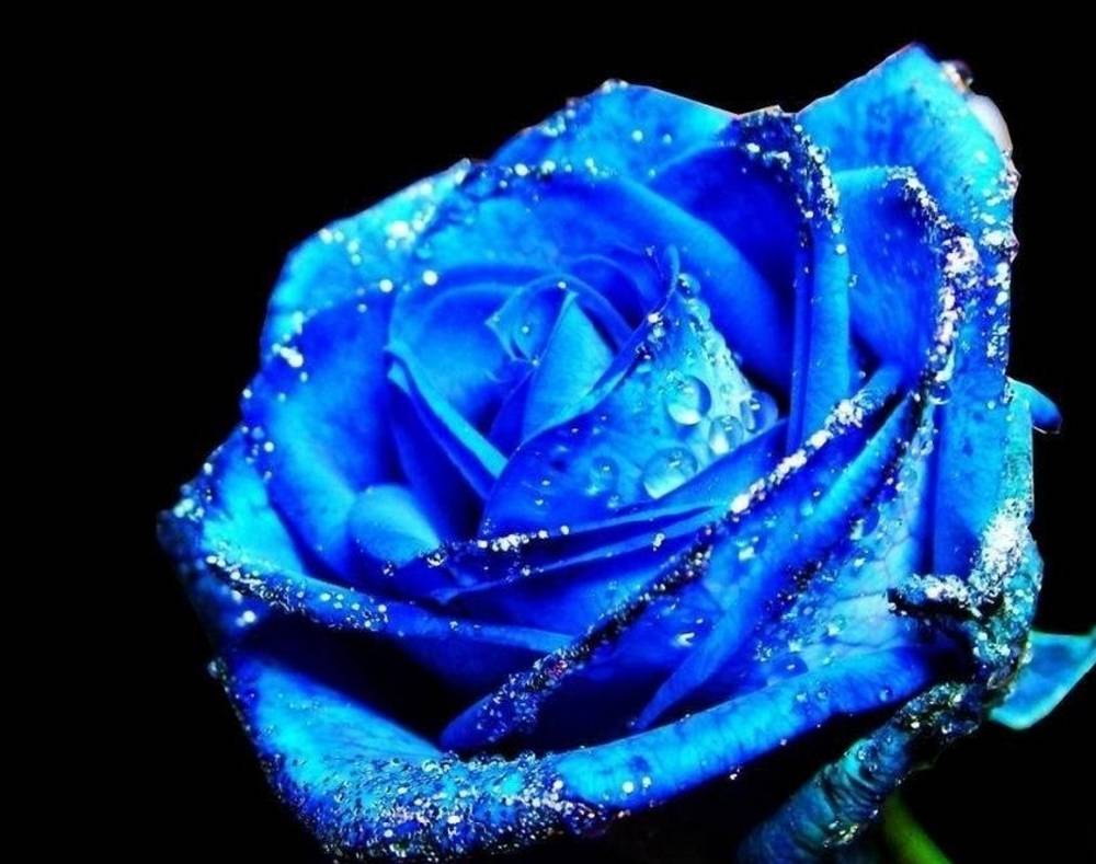Free Rose Cute Photo Picture Download HD Image Wallpaper