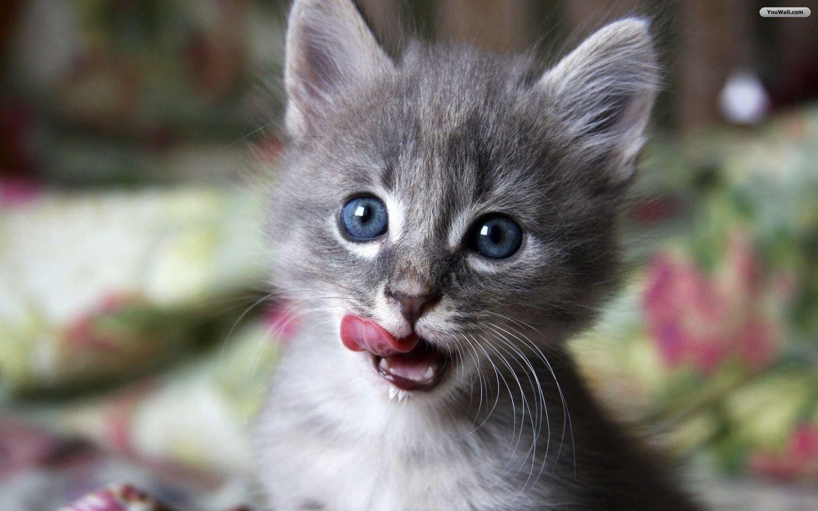 YouWall Baby Cat Wallpaper, wallpaper, free
