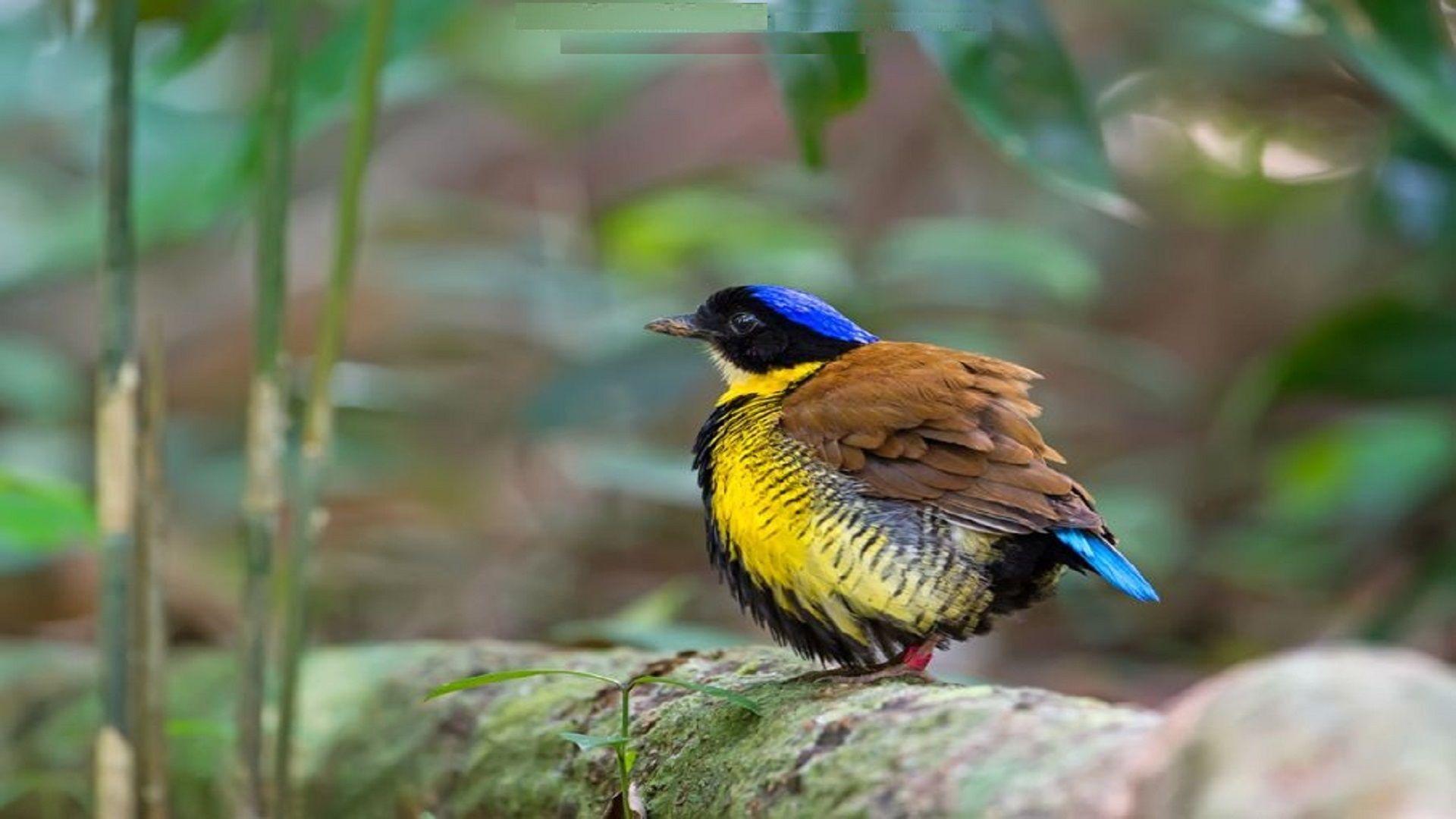 Gurneys Pitta Hd Desktop Wallpaper Free Download Beautiful Birds
