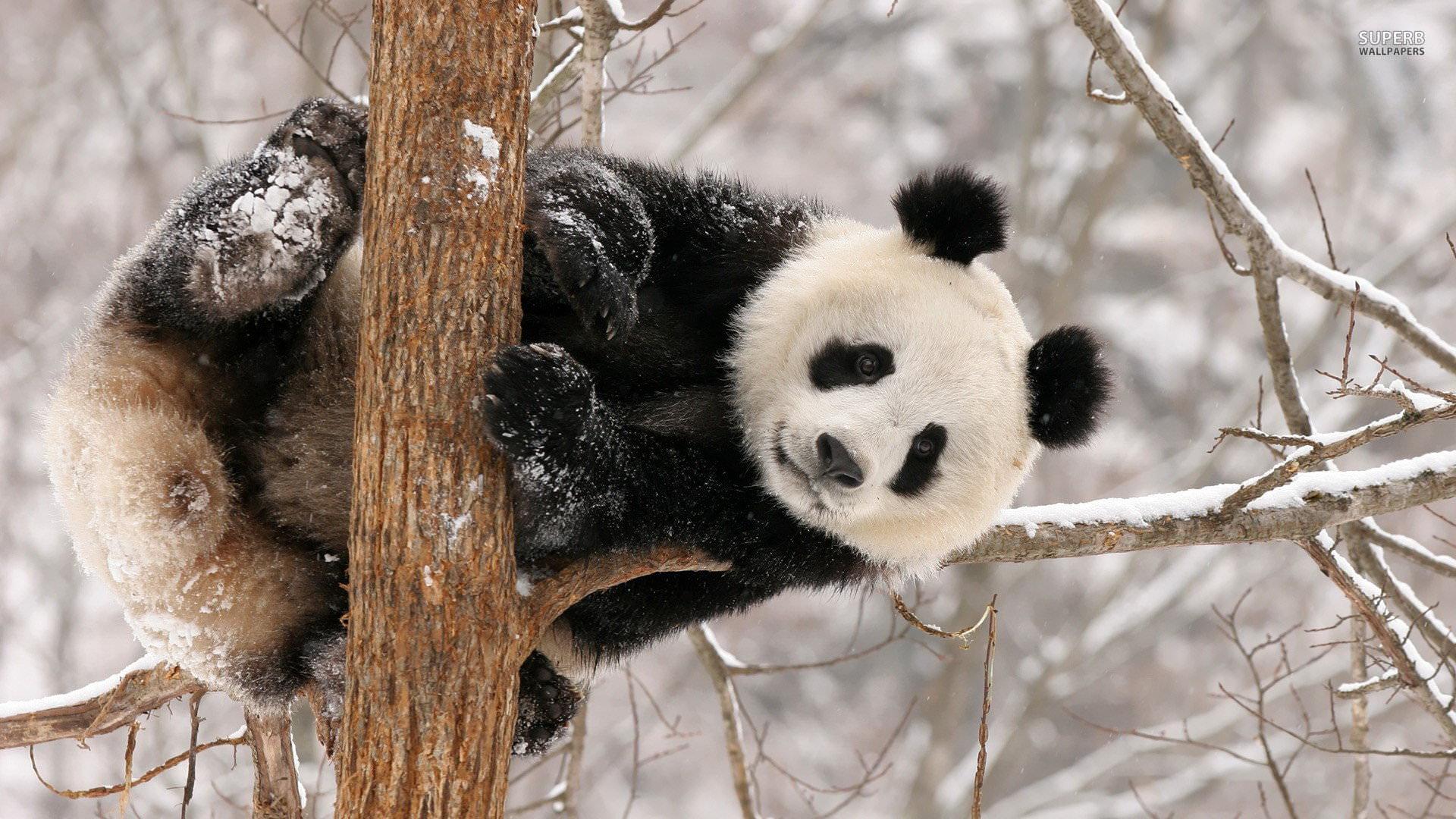 Panda wallpaper 1920x1080 Full HD (1080p) desktop background