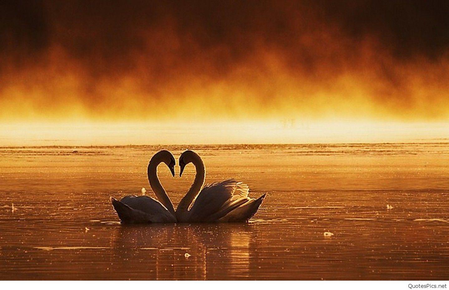Loving Swans Couple Alone HD Wallpaper 1440x900 Bestlovehdwallpaper