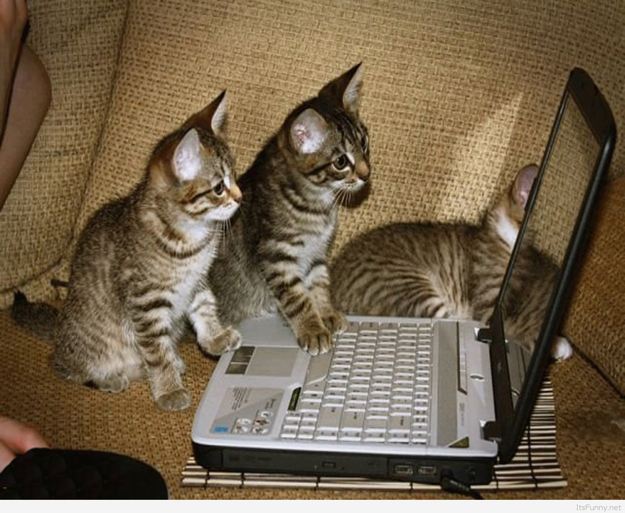 Animals Looking Funny Wallpaper Picture