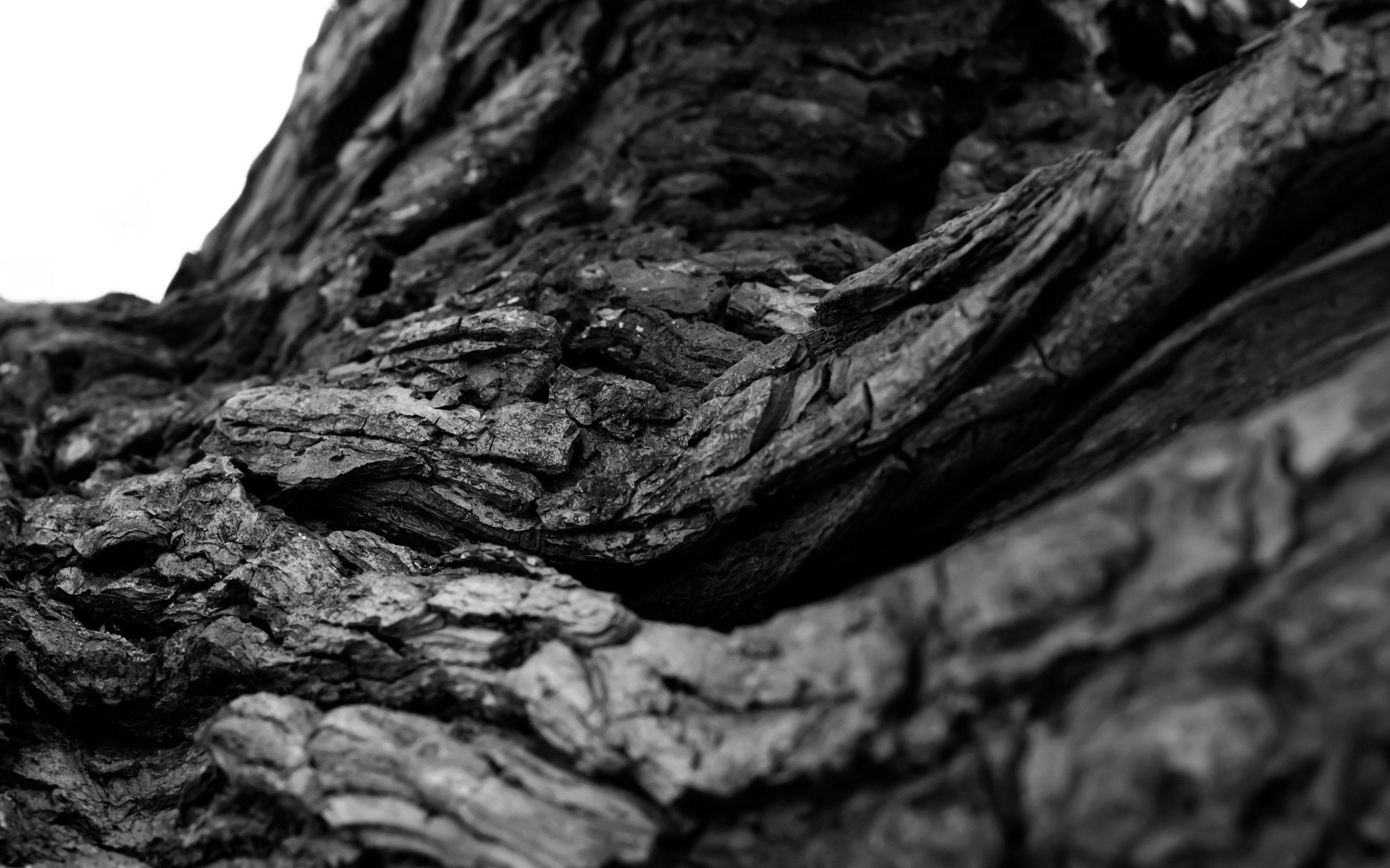 Trees: White Macro Bark Black Tree Best Nature Wallpaper Android