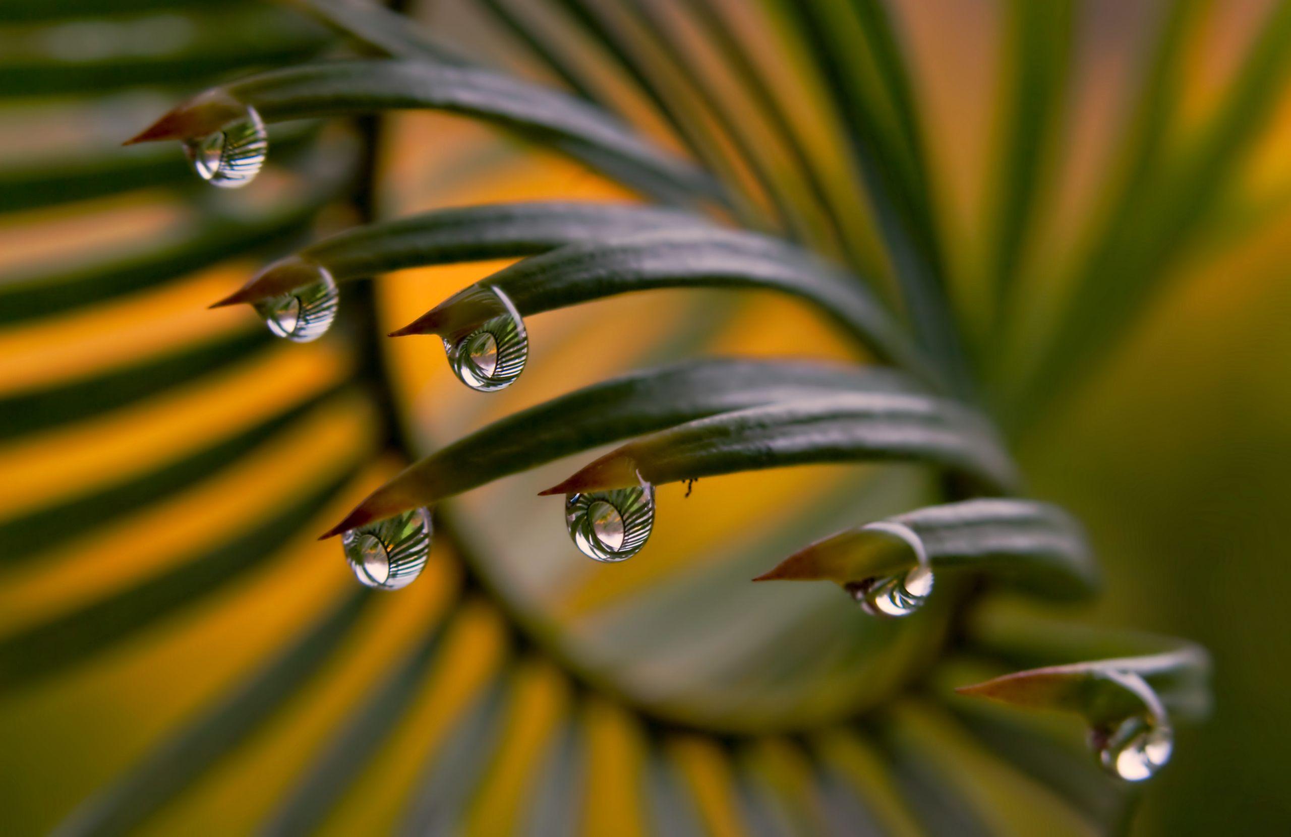 Water Drop Full HD Wallpaper and Background Imagex1660