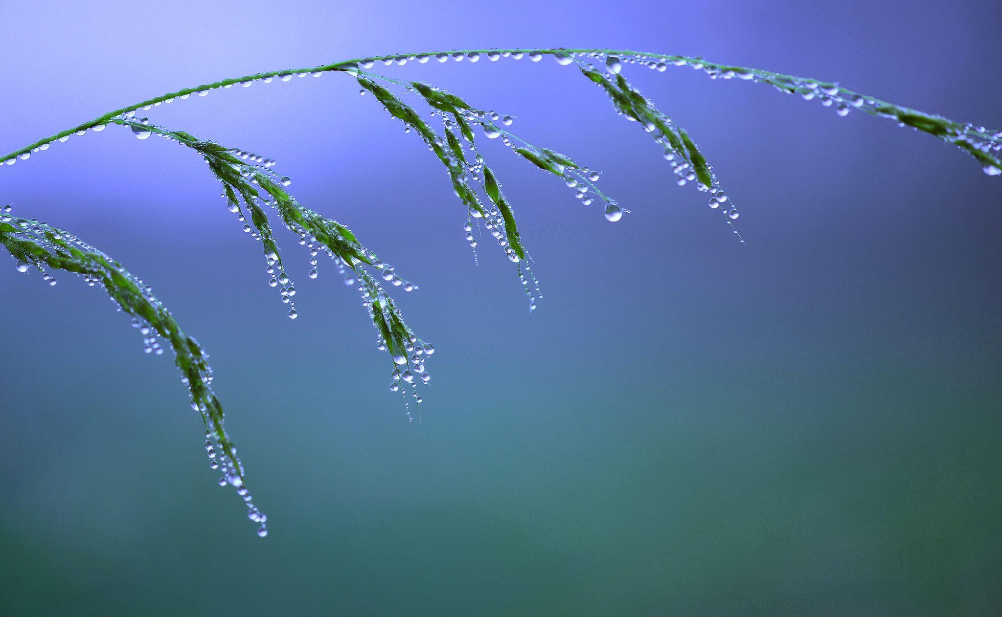 Water Drop Full HD Wallpaper and Background Imagex1262