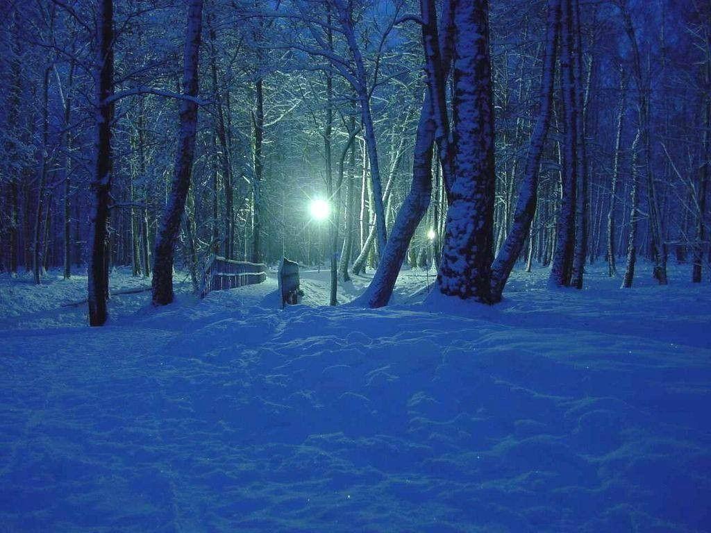 Winter: Bridge Night Blue Winter Forest Dark Snow HD Wallpaper