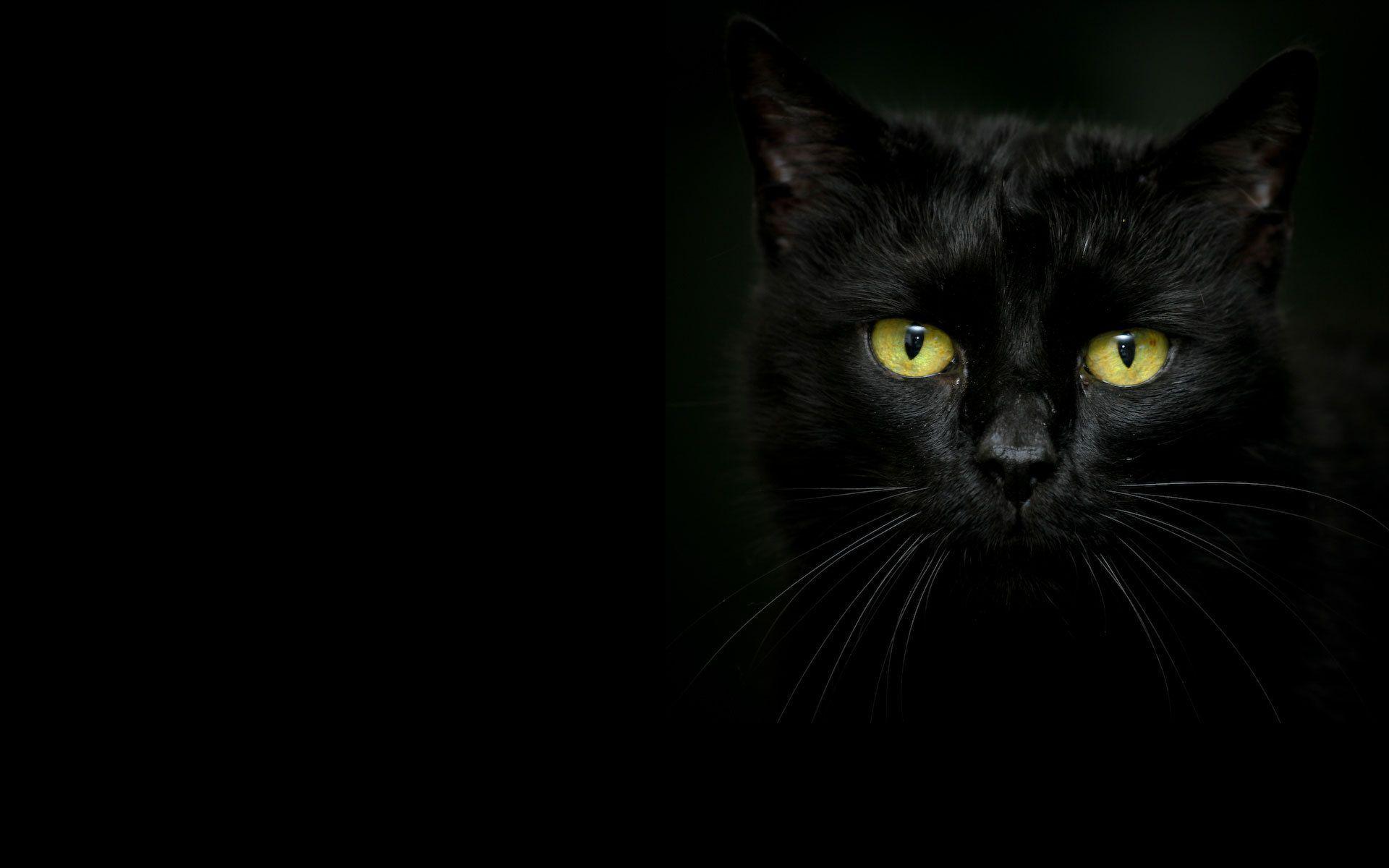 The beauty of Black Cats. Beauty Of Black Cat's. Dark