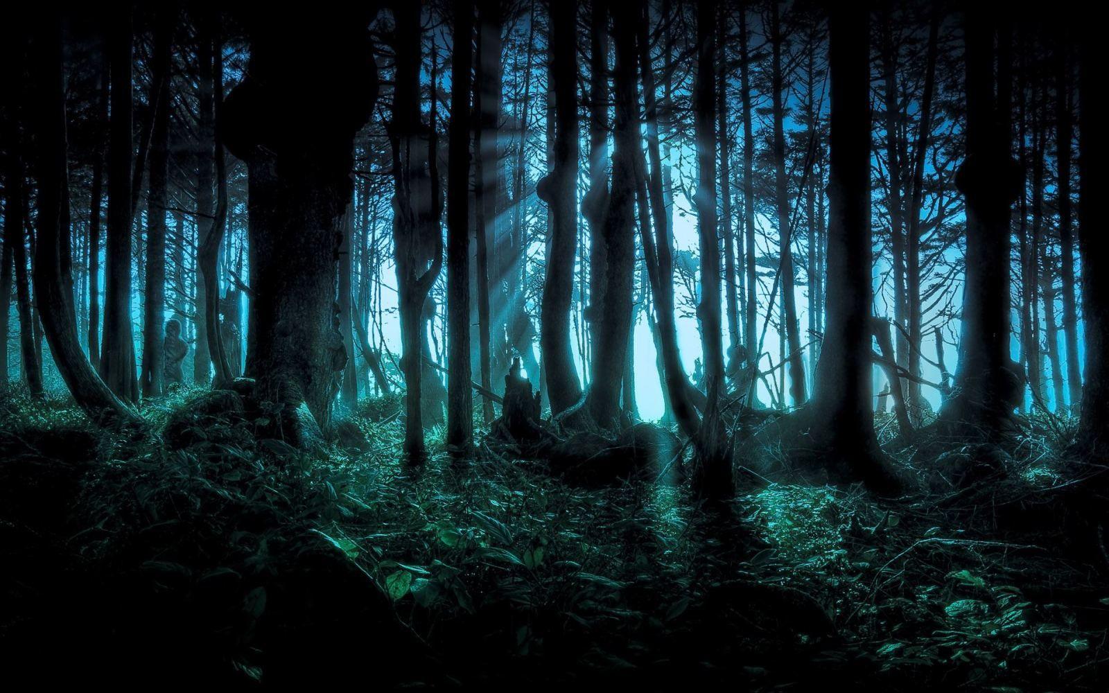 Dark Forest Night HD Background Wallpaper On Beautiful High