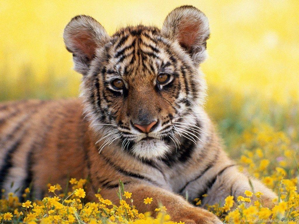 Cute Tiger Cub Posing Wallpaper Desktop Background