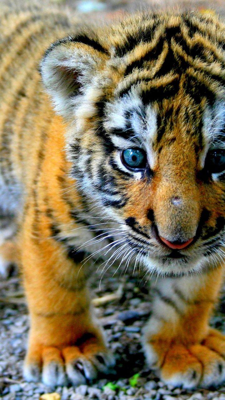 Cute Tiger Cub Galaxy s3 wallpaper