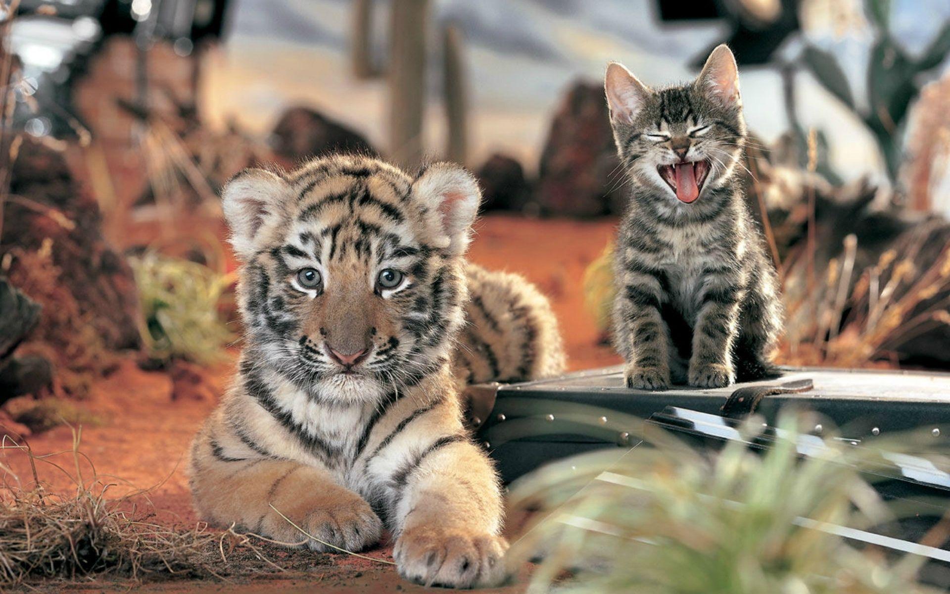 Desktop cute tiger cubs wallpaper download