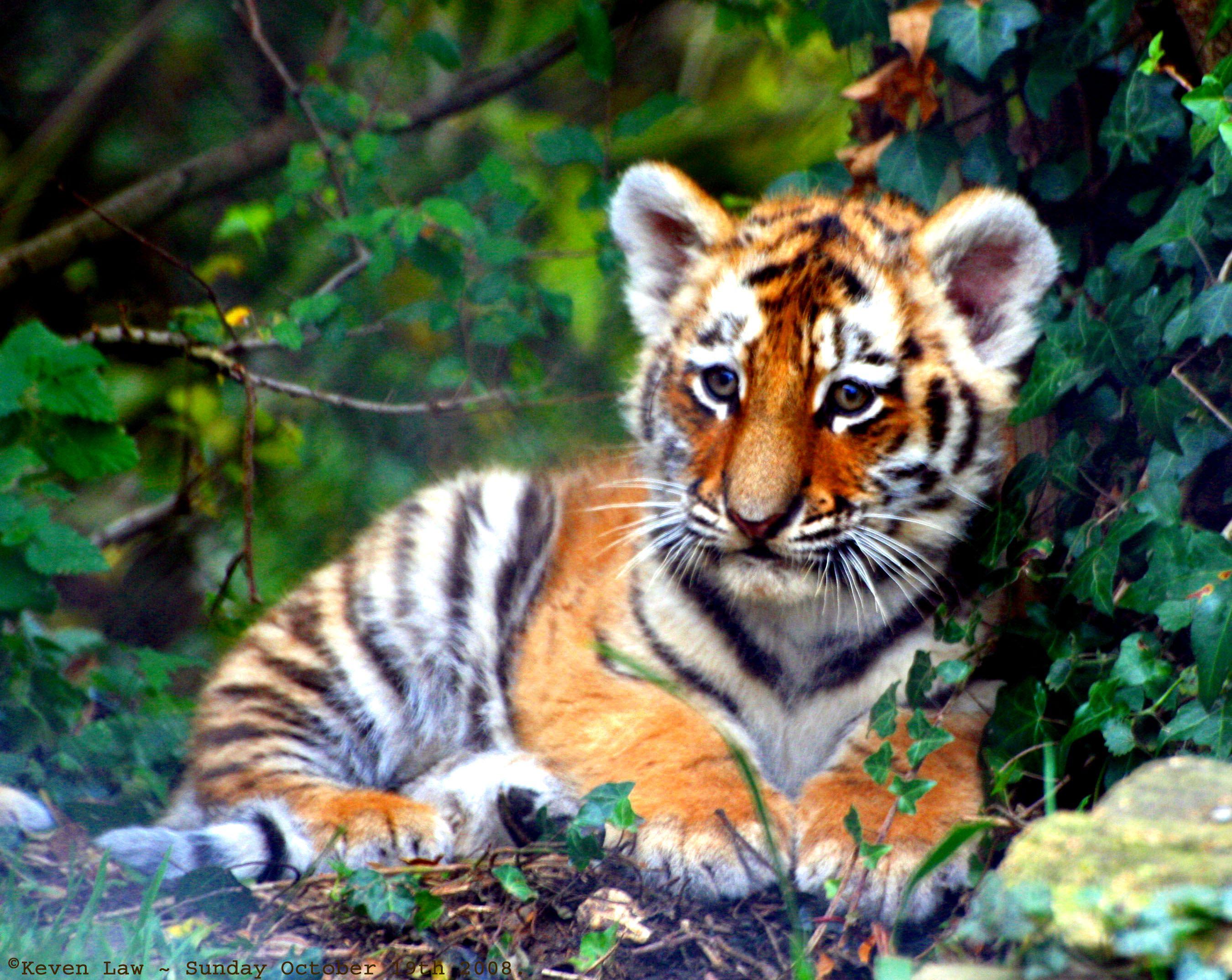 Cute Tiger Cub Picture Wallpaper