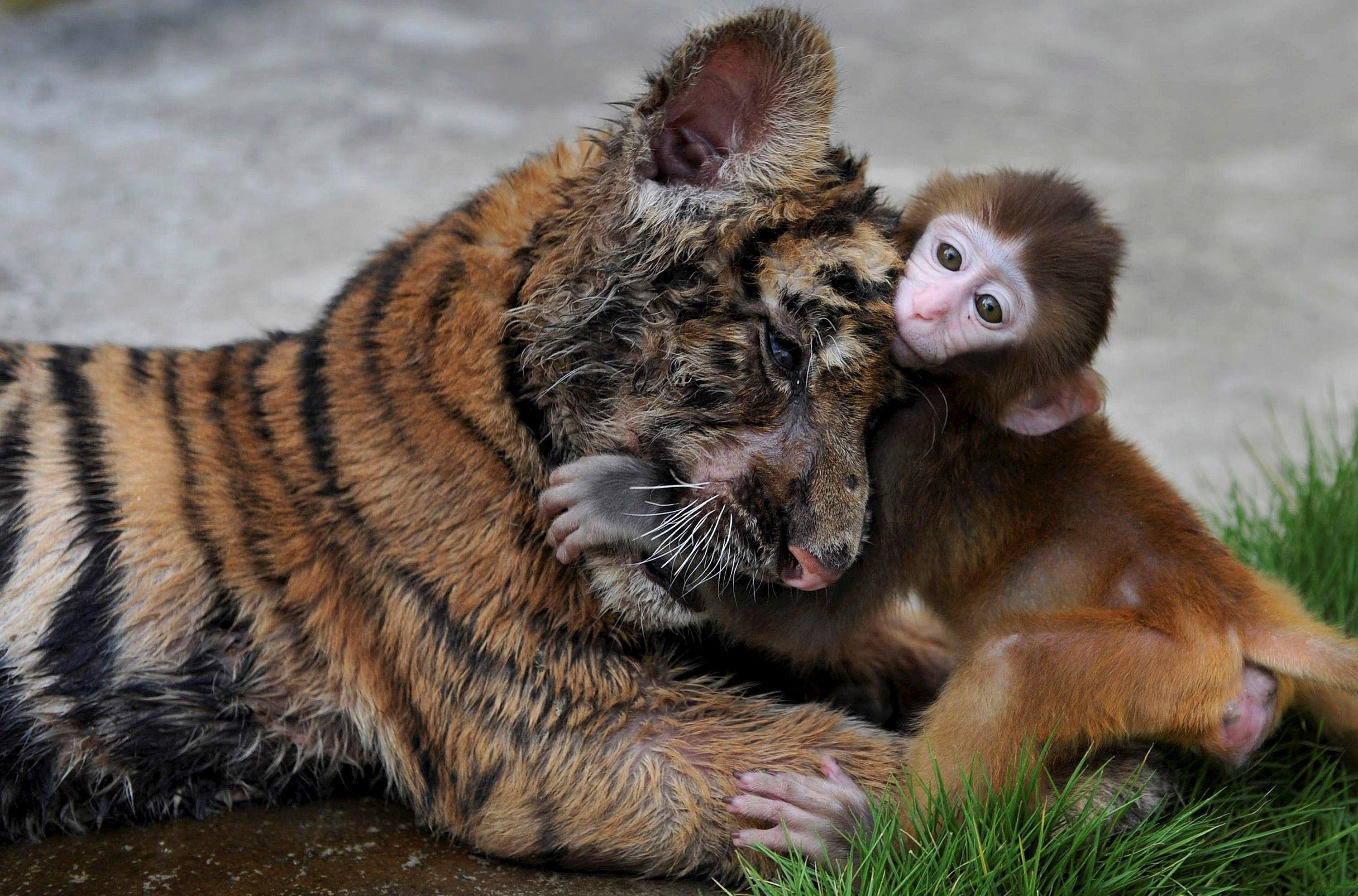 Cute Tiger Cub Playing with Monkey Animal Photo. HD Famous Wallpaper
