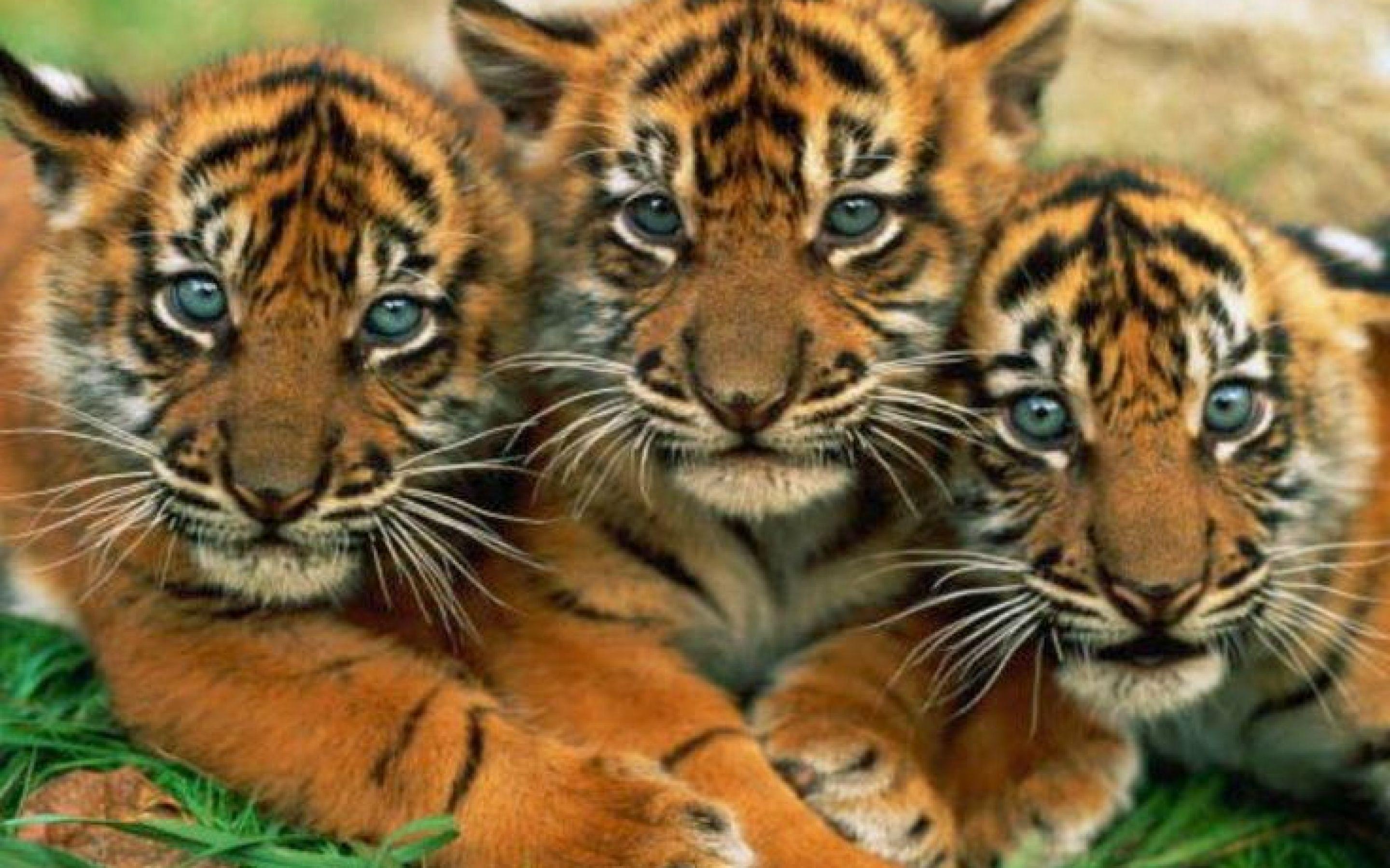 Cute Tiger Cubs Wallpaper