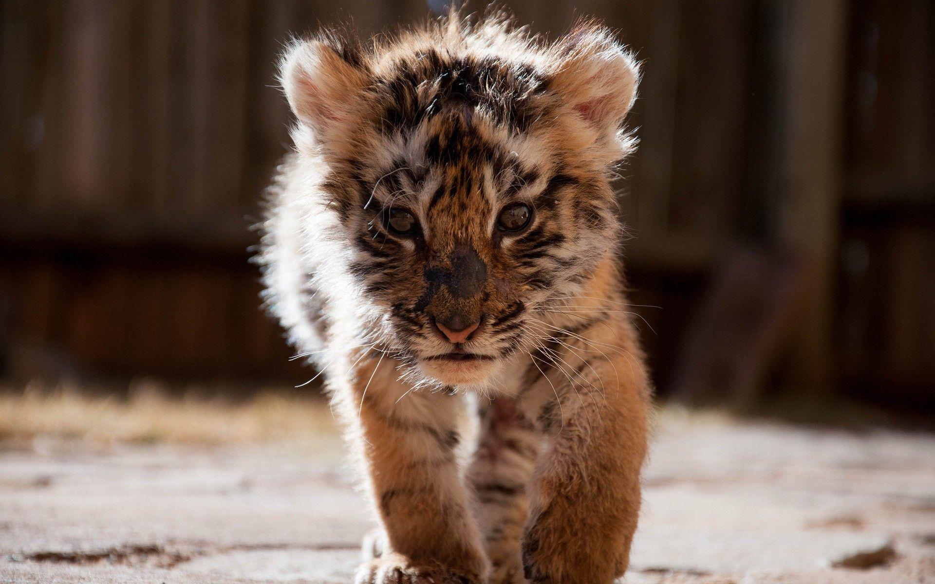 Cats tiger cub eyes smart phone cute face colorful HD Wallpaper