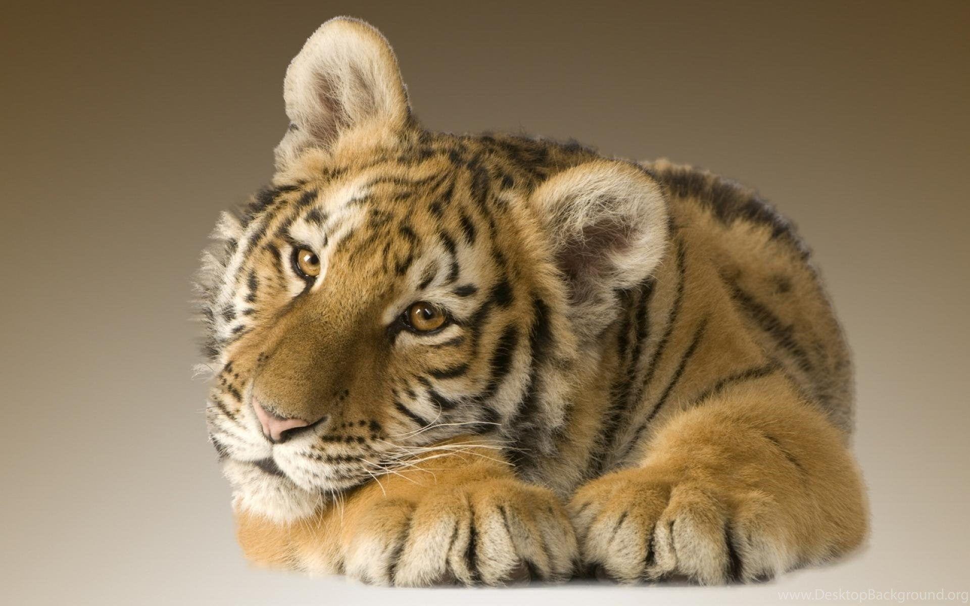 Cute Tiger Cub Wallpaper 733 Free HD Wallpaper Stock Desktop