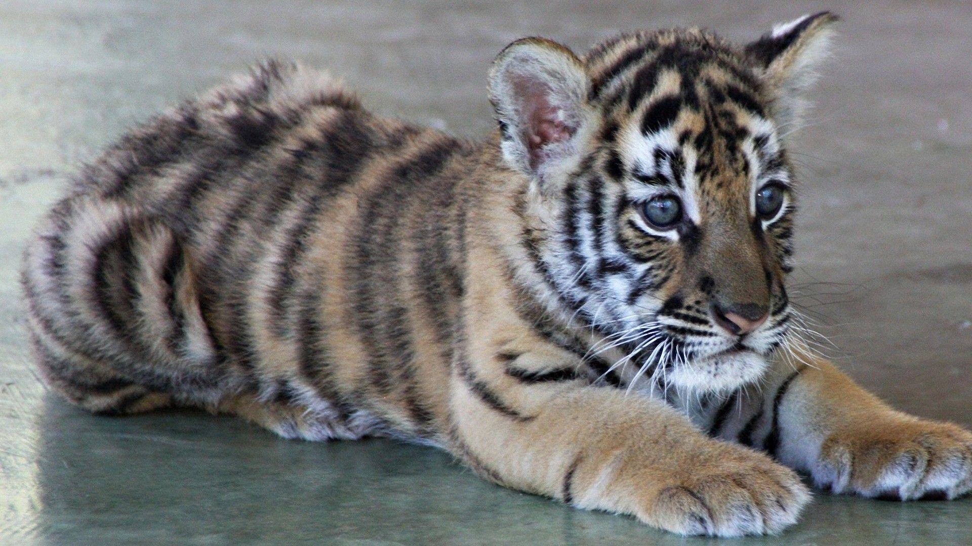 Cute Orange Tiger Cub Animal HD Wallpaper