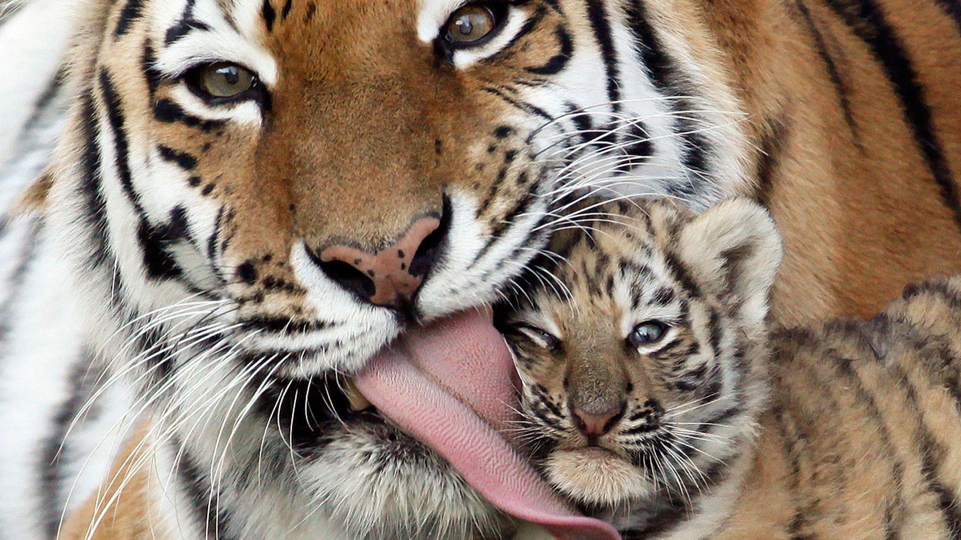 Cute Tiger Cubs HD Wallpaper, Background Image