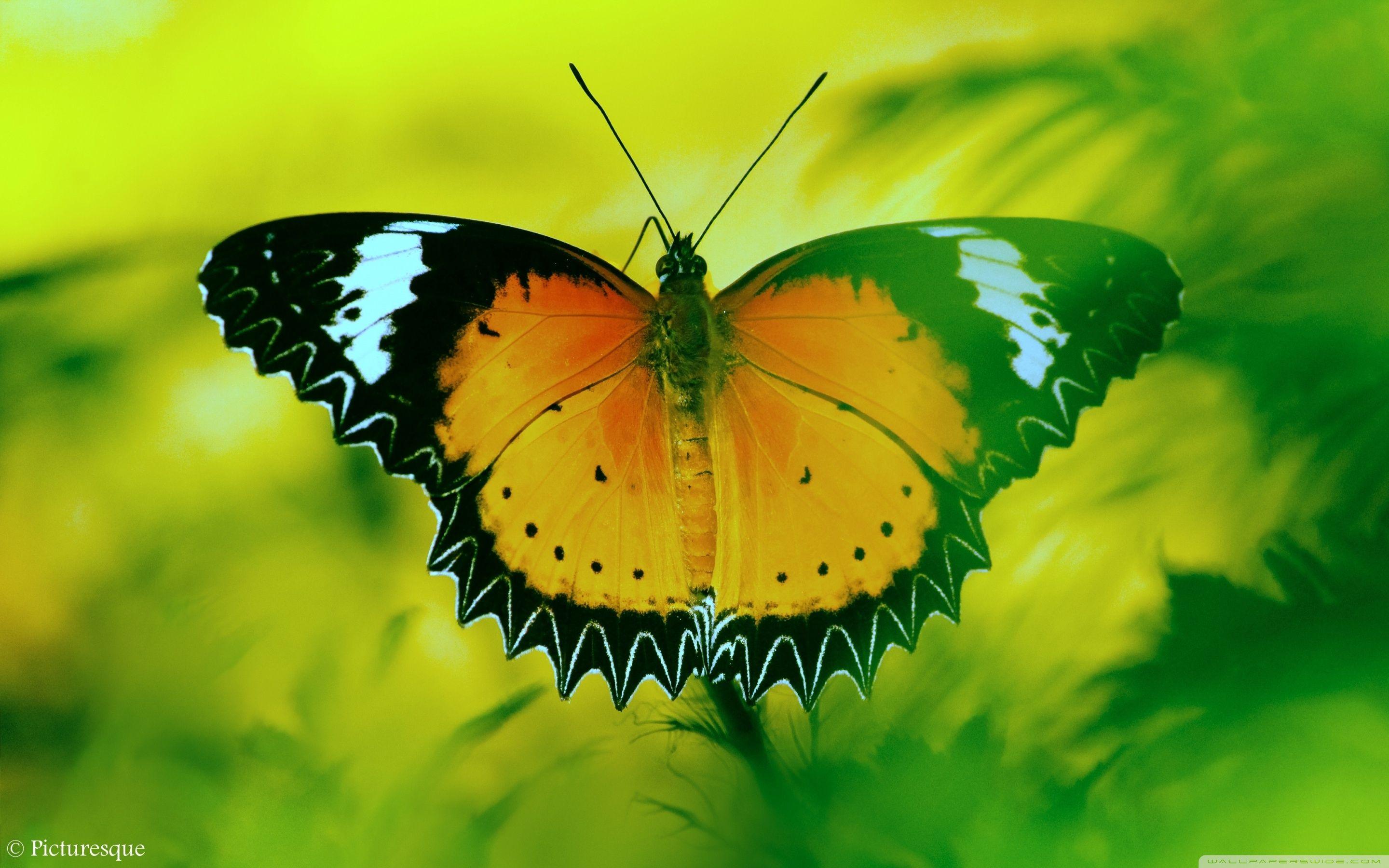 Beautiful Butterfly ❤ 4K HD Desktop Wallpaper for 4K Ultra HD TV
