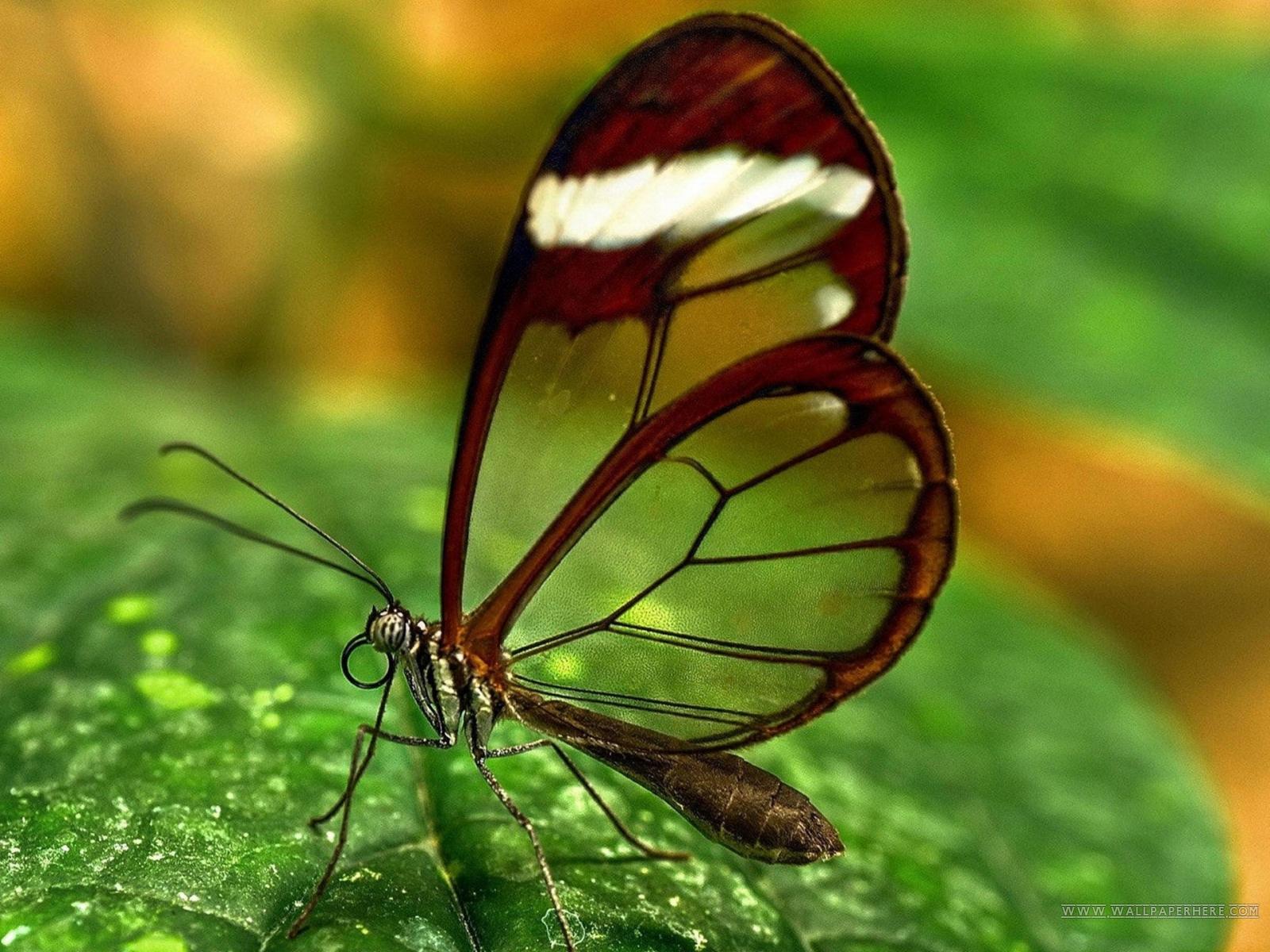 Butterfly HD Wallpaper Download (Picture)