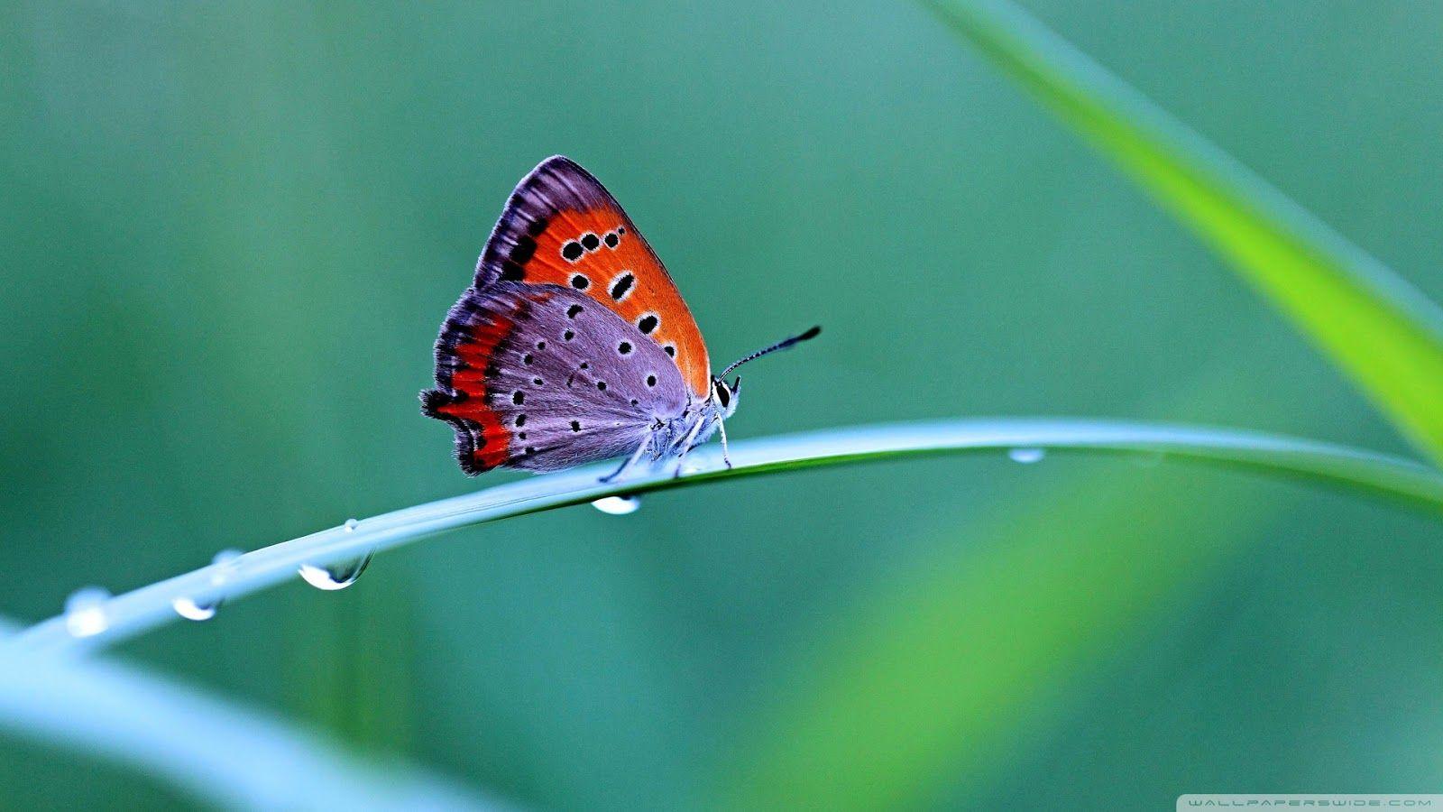 Butterfly HD Wallpaper Beautiful butterfly wallpaper. Best