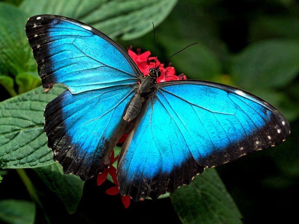 beautiful butterfly HD wallpaper desktop top butterfly image wide