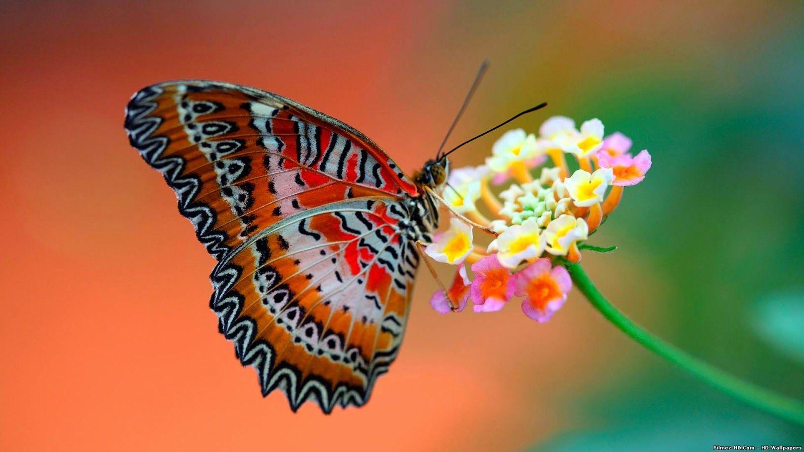 Beautiful Butterfly Wallpaper HD. (32++ Wallpaper)