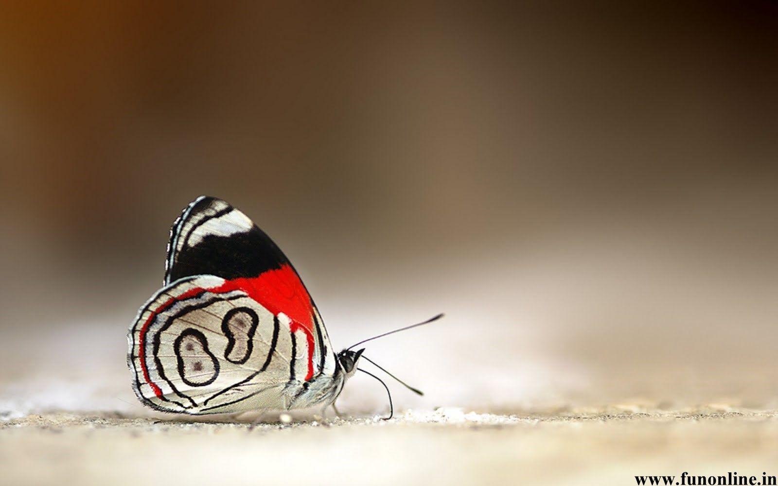 Beautiful Butterfly HD (1600×1000). Skaistas Dabas