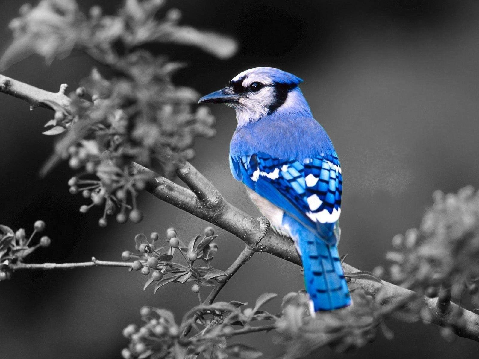 Birds: Blue Selective Birds Coloring Jay Desktop Wallpaper HD for HD