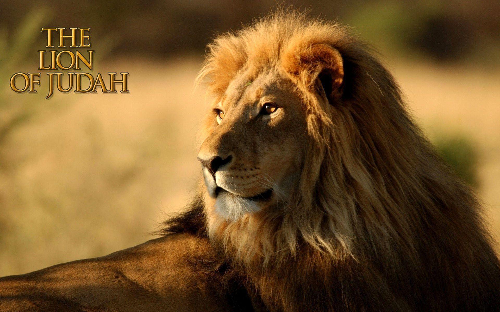 Lion of Judah Wallpaper