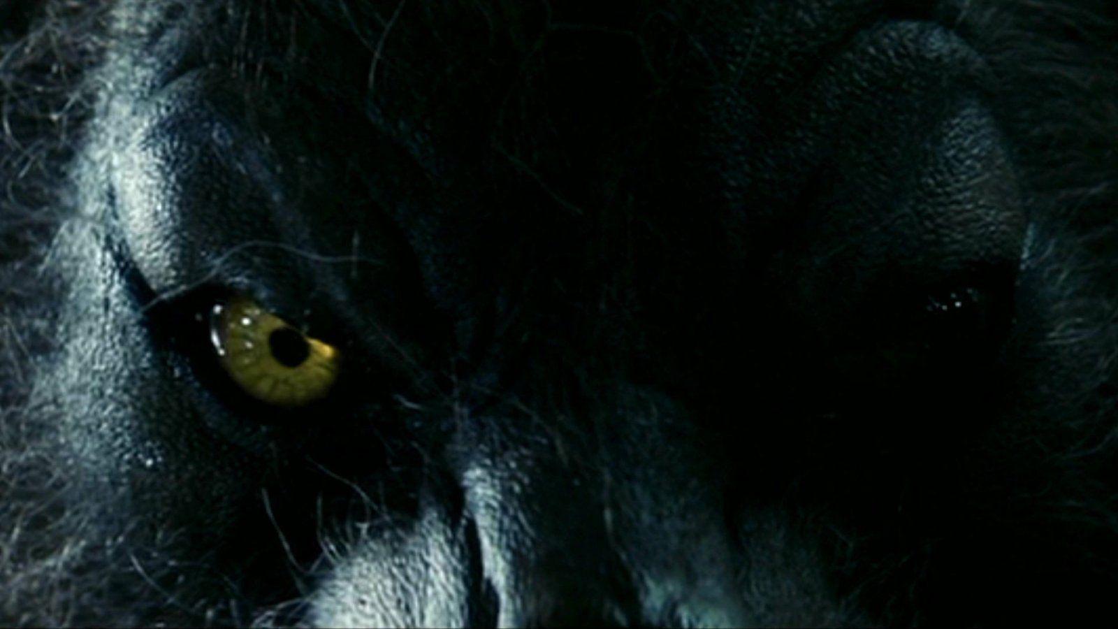 Fondos de escritorio de hombres lobos. Wallpaper de hombres lobo