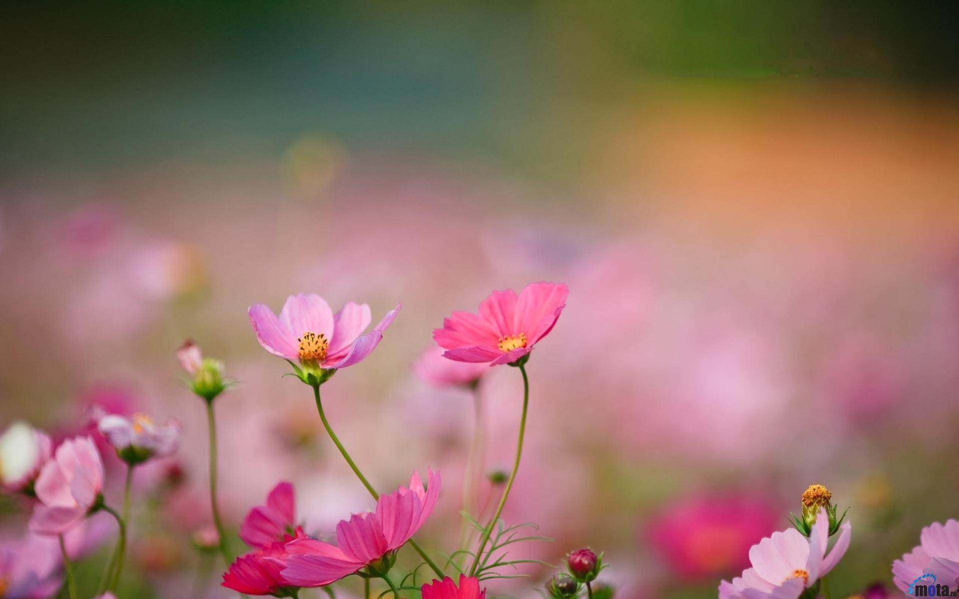 image For > Wildflowers Desktop Wallpaper. Wild flowers