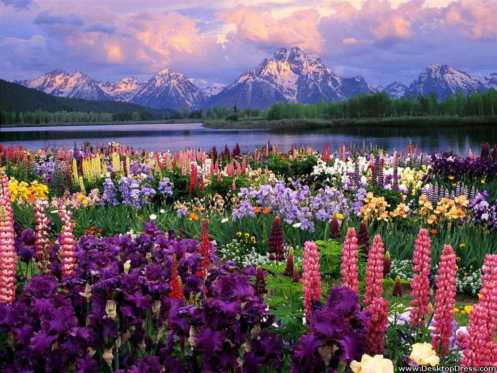 Desktop Wallpaper Flowers Background Grand Teton