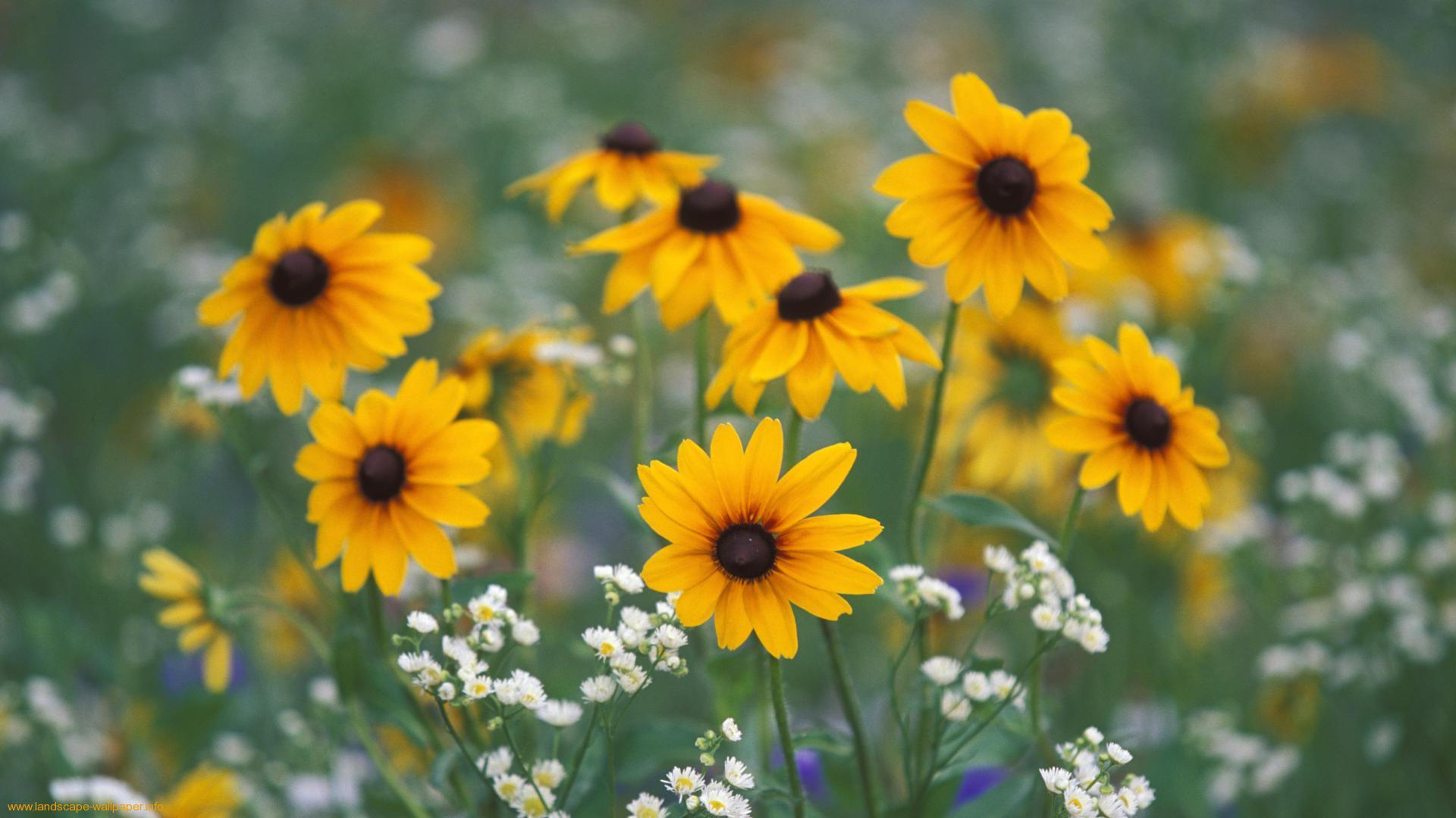 Wildflowers, wallpaper, image, wmwallpaper