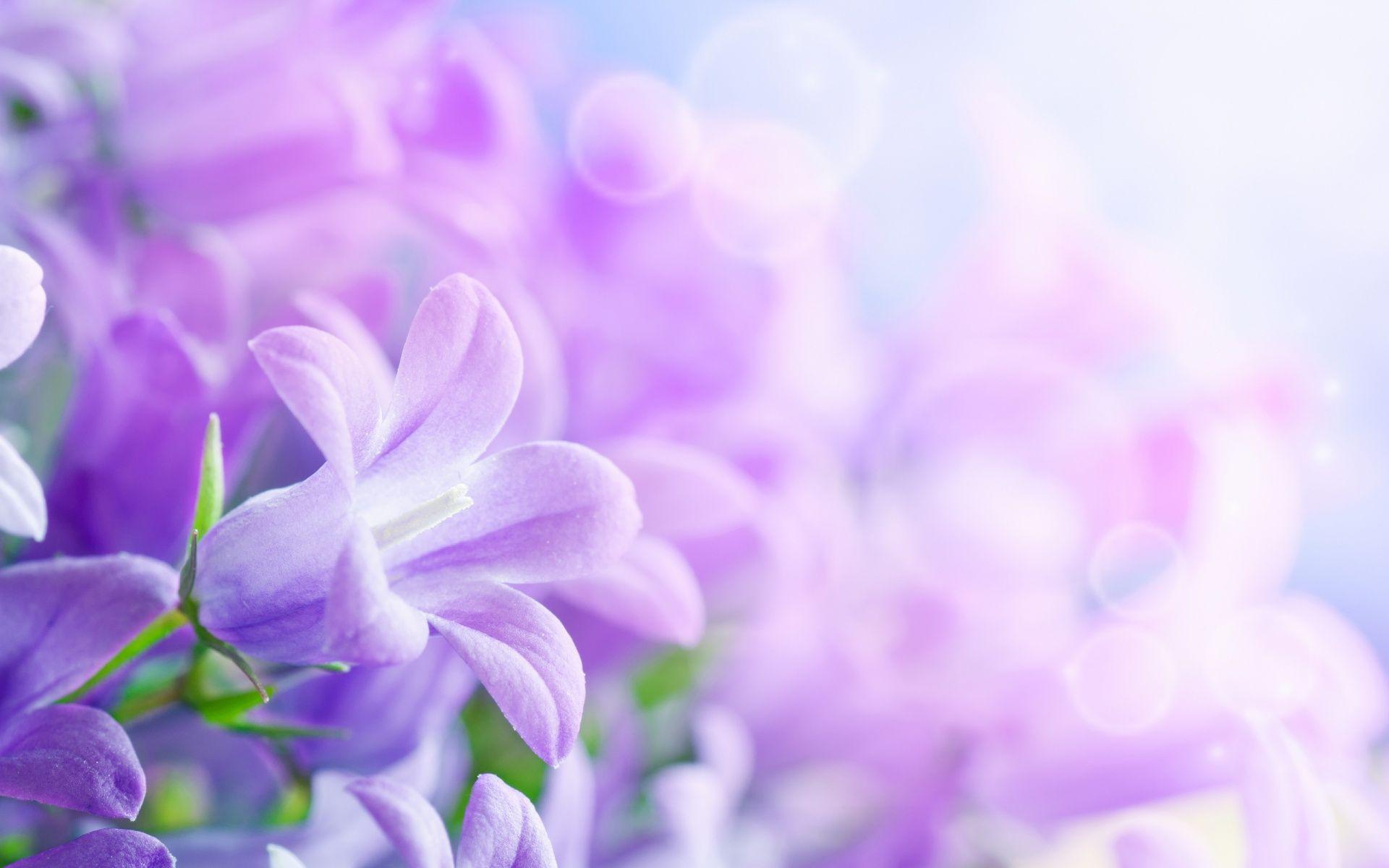 Free Download Wallpaper Flowers Background