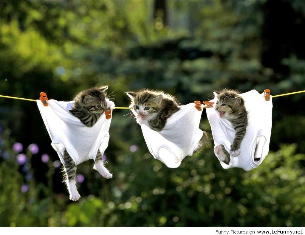 Funny HD wallpaper with cats