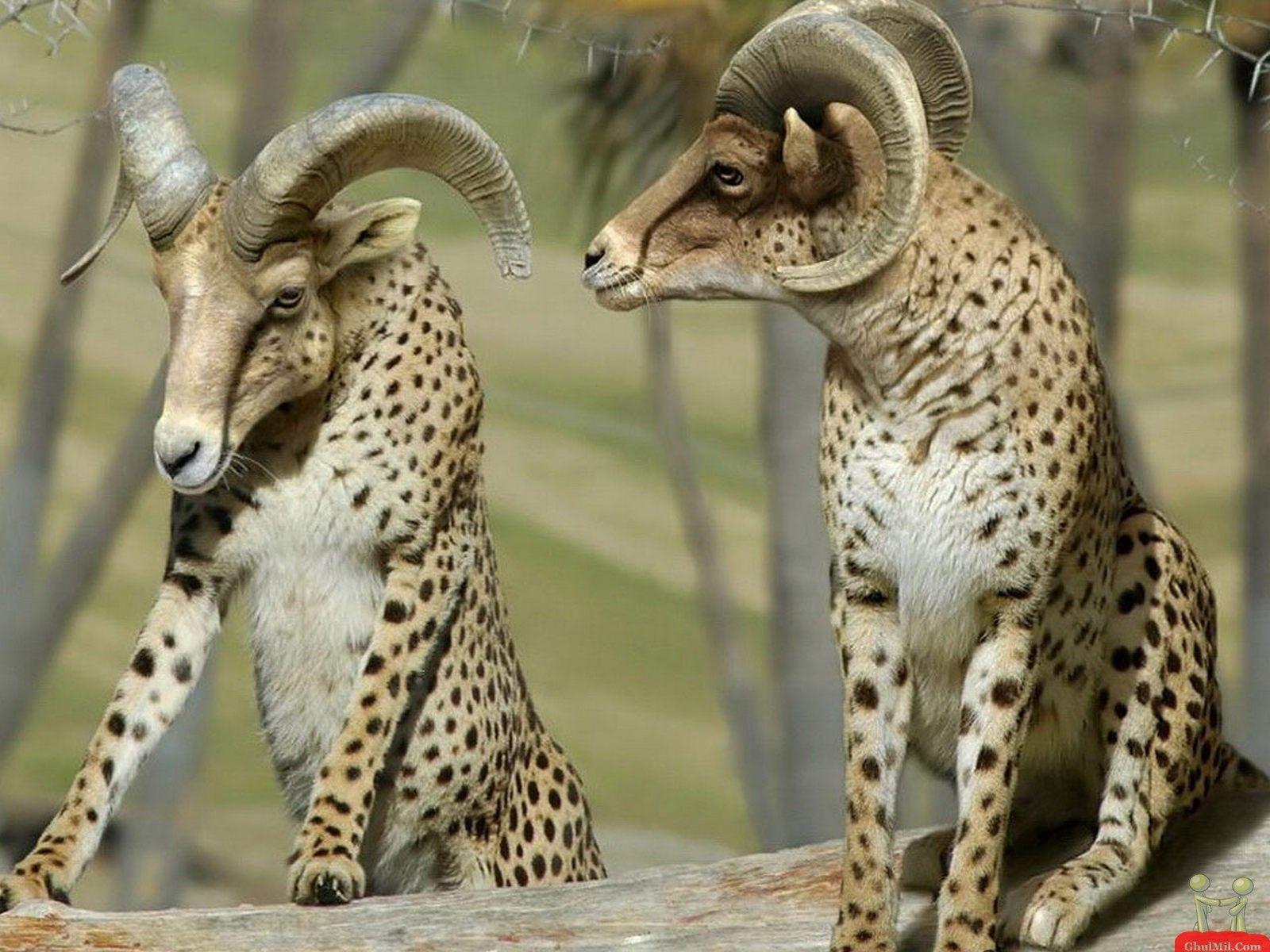 Strangest Funny Picture Ever Taken 17 Wide Wallpaper